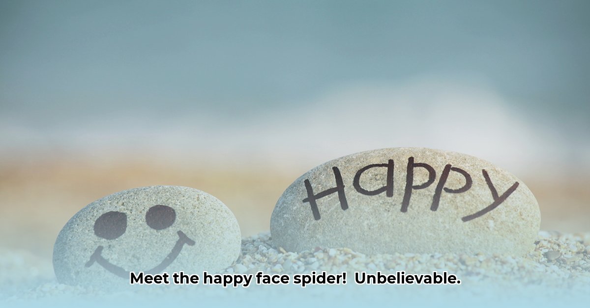 happy-face-spider